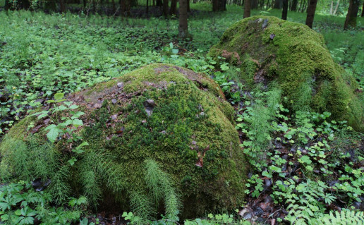 2_⁪Tučkinės akmenų ruožas (2).jpg